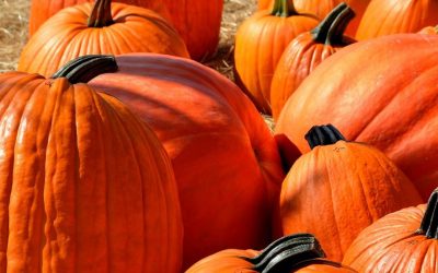 October Holidays To Use In Your Social Media Content